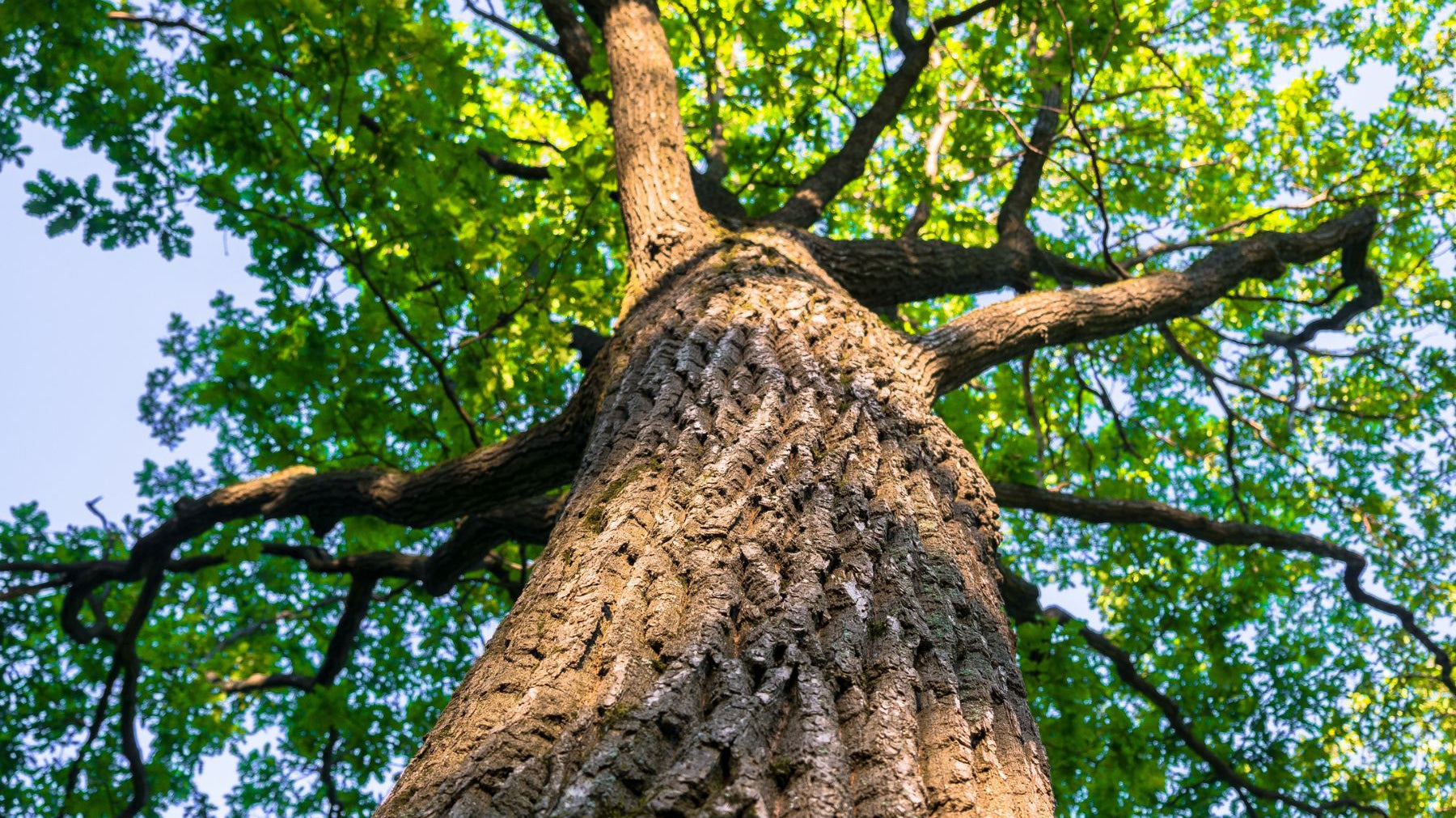 The History of Oak Trees and Why People Worshiped Them