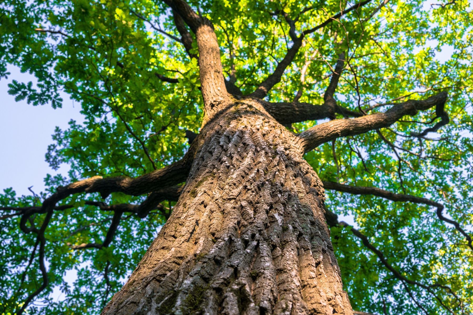 The History of Oak Trees and Why People Worshiped Them