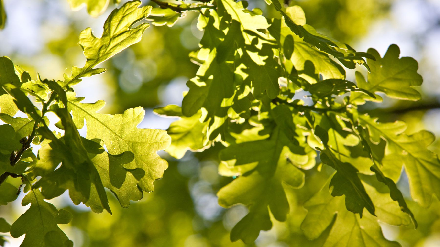 Oak Trees: The Evolution and Why We Admire Them