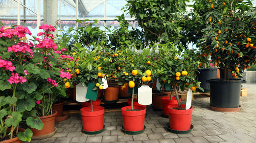 What To Do if You Can’t Plant When Your Order Arrives