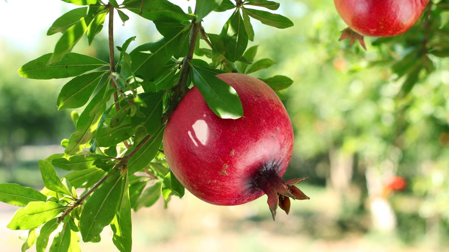 Where Is the Best Place To Plant a Pomegranate Tree?