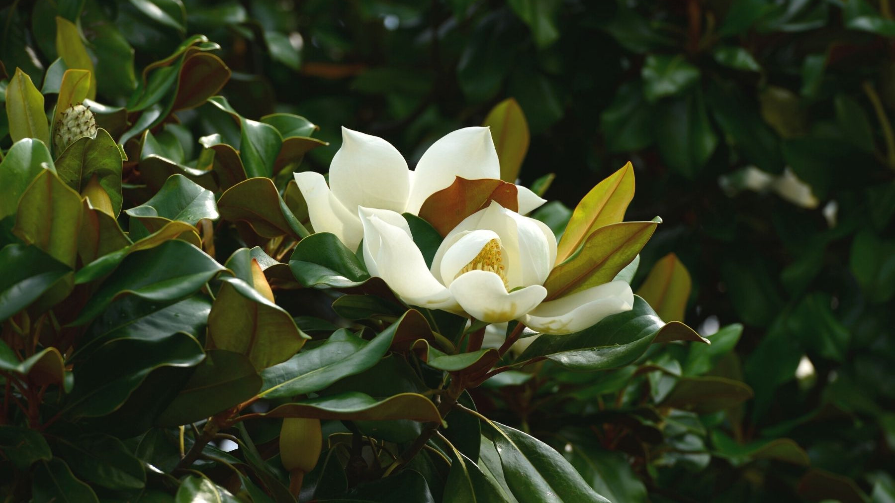 How and When To Prune a Southern Magnolia Tree