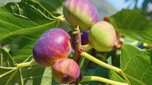 How Chilly Weather Can Affect Tree Growth