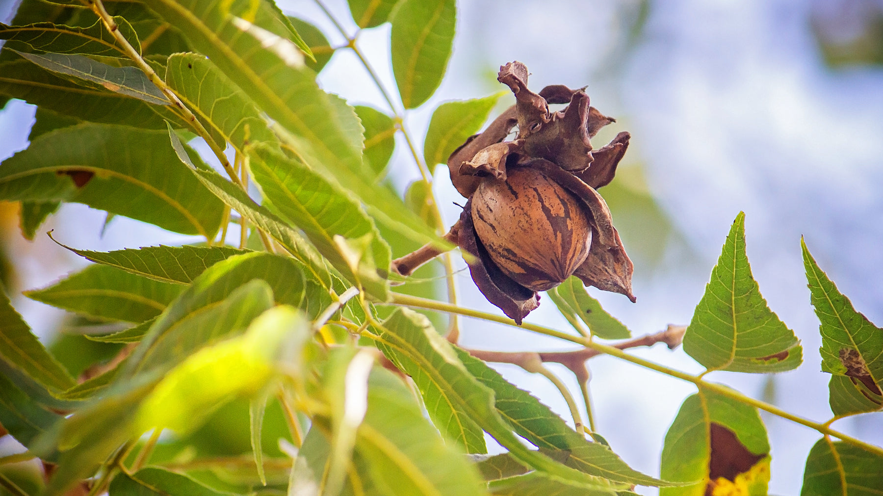 4 Interesting Facts About Pecan Trees