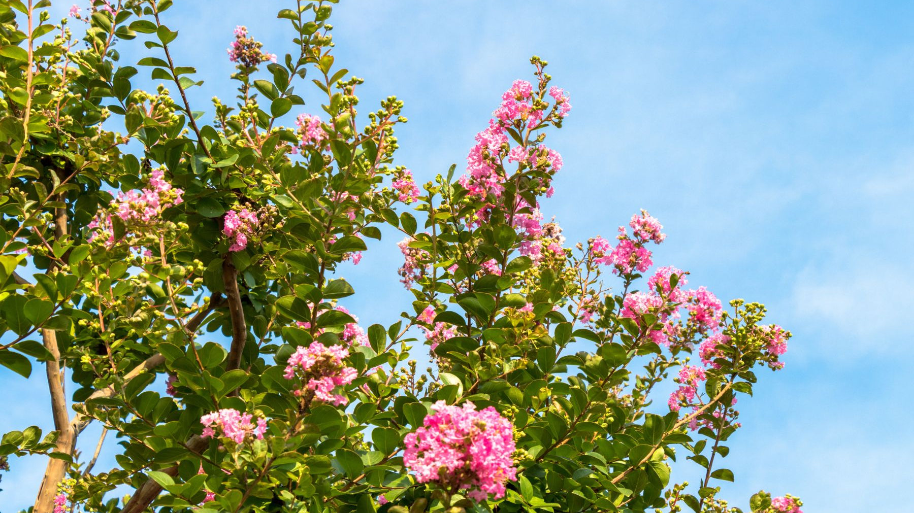 Top Heat-Tolerant Trees That Can Handle Your Yard