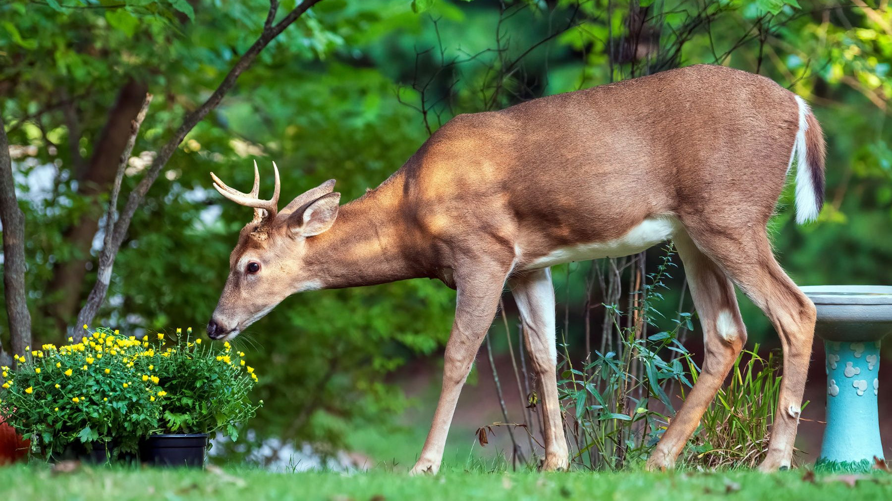 5 Ways You Can Attract Wildlife to Your Backyard