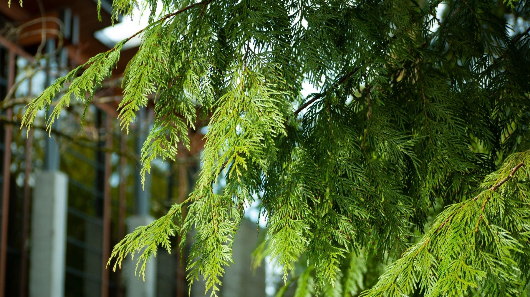 Top 5 Low-maintenance Privacy Trees for Your Yard
