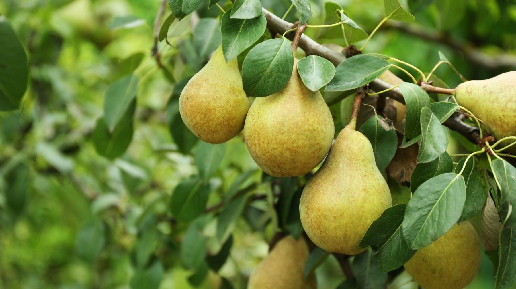 5 of the Best Pear Tree Varieties To Grow at Home