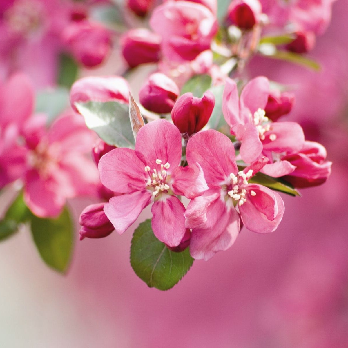 How To Grow & Care for Flowering Crabapple Trees – Plant Me Green