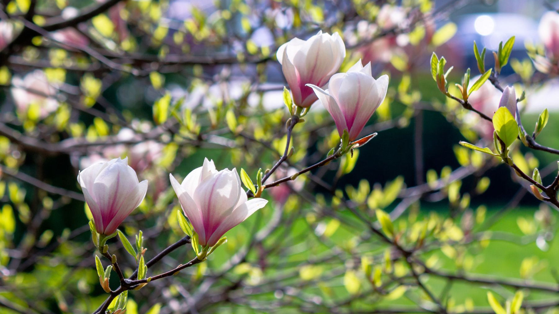 Common Mistakes Made When Growing a Magnolia Tree