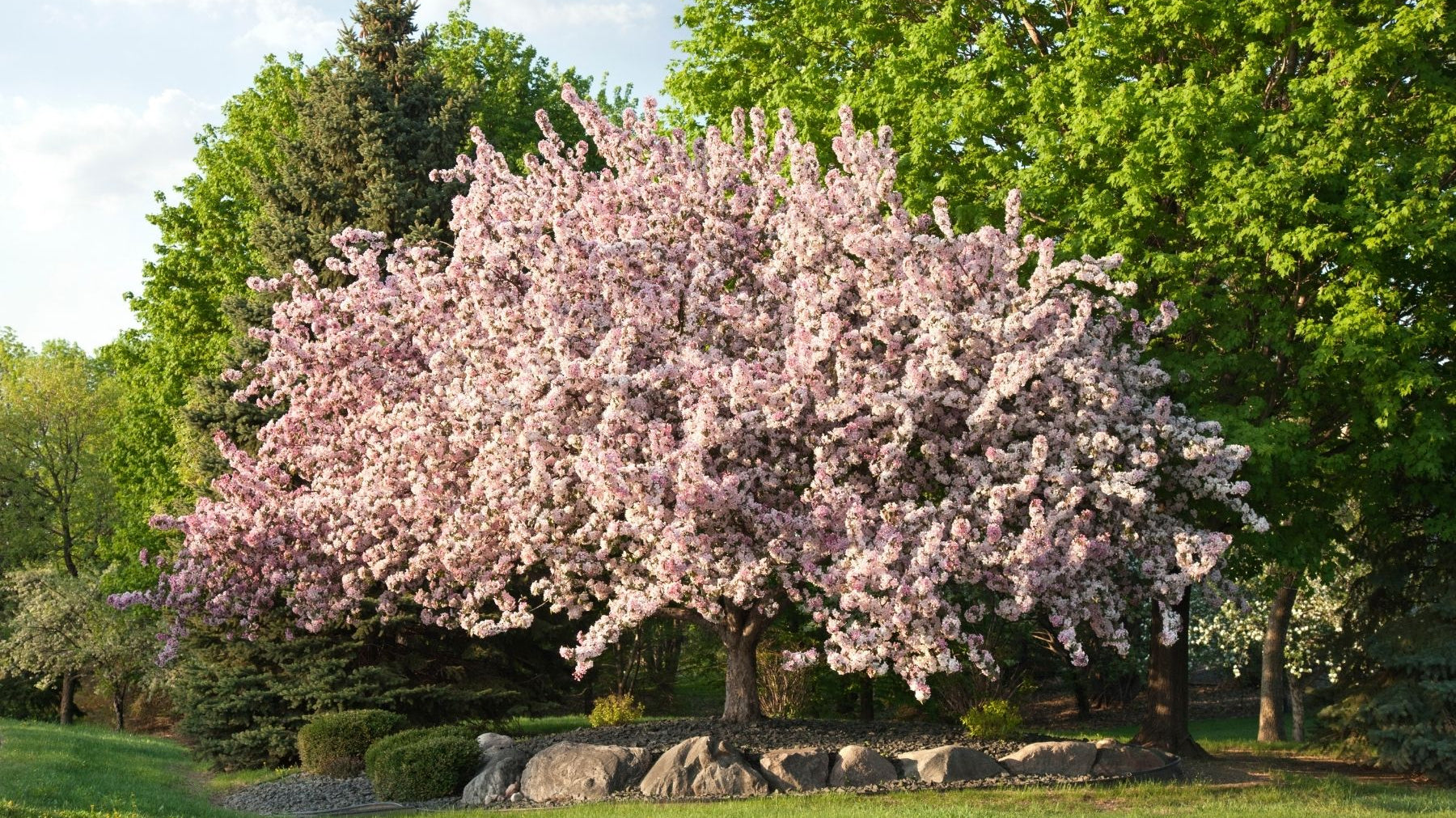 How Long Do Crabapple Trees Normally Live?
