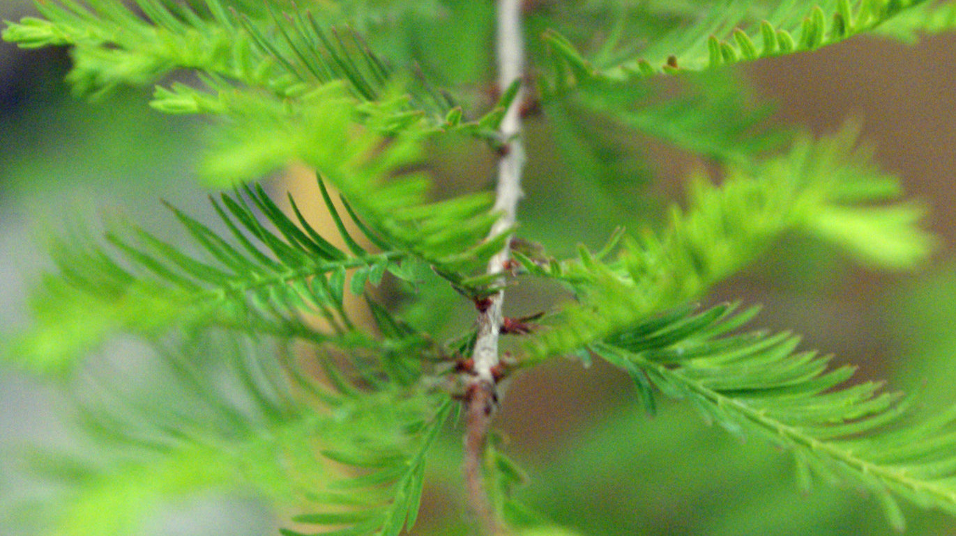 Prettiest Plants on the Nursery: Wonderful Pomegranate & Bald Cypress