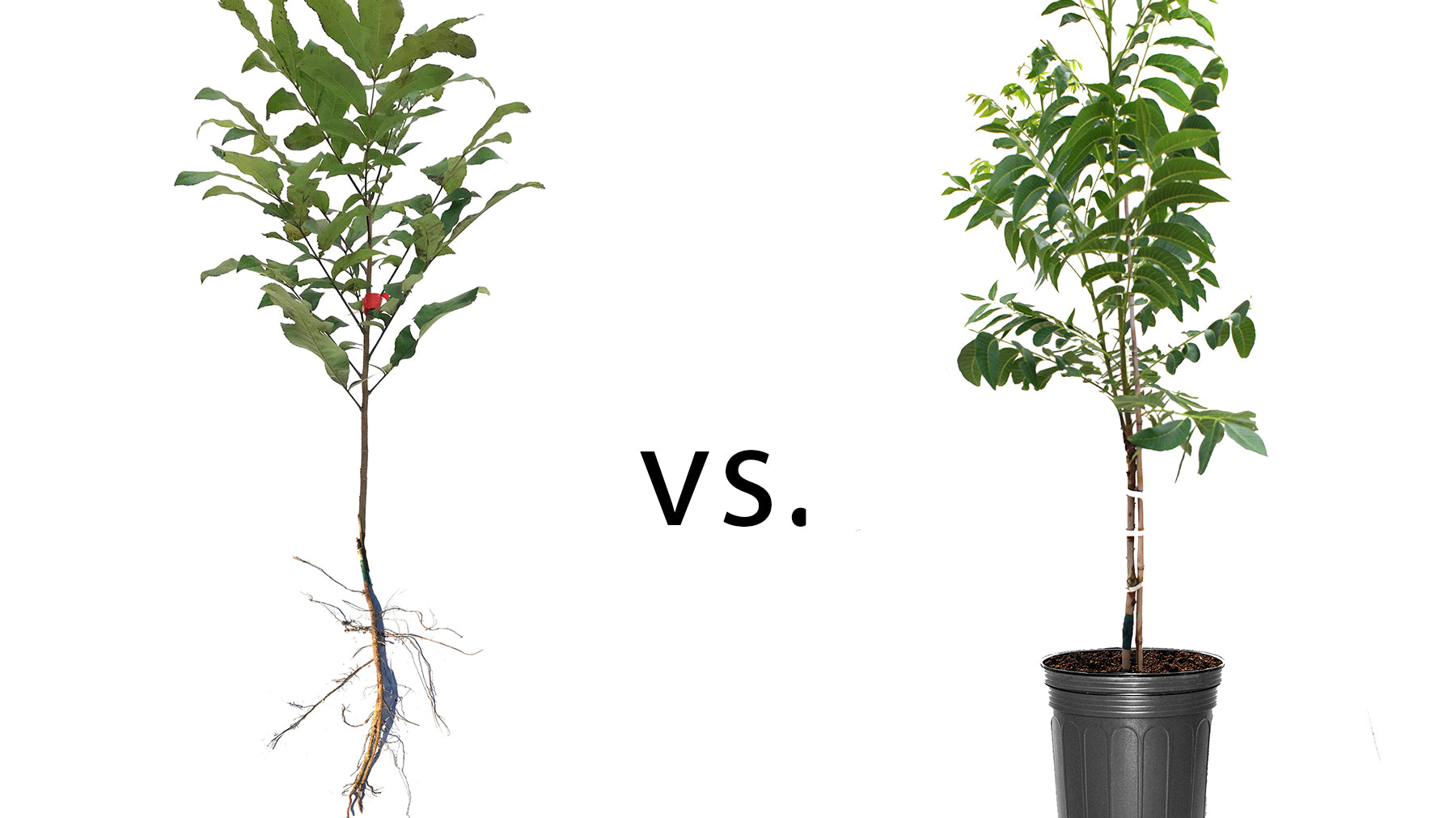 Buying Pecan Trees Online: Bare Root Trees & Container Trees