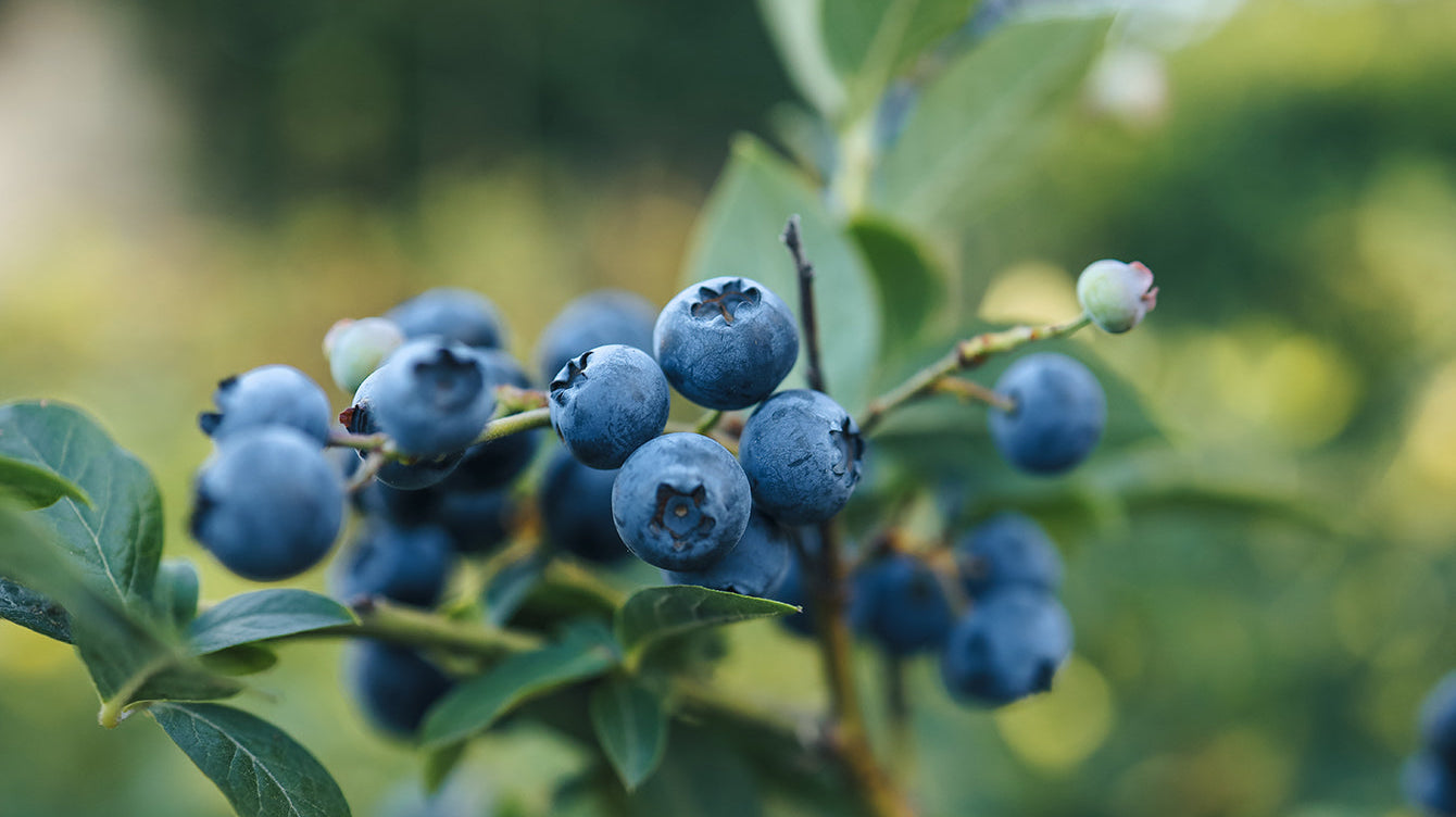 The Challenge of Growing Blueberries – What Every Gardener Should Know