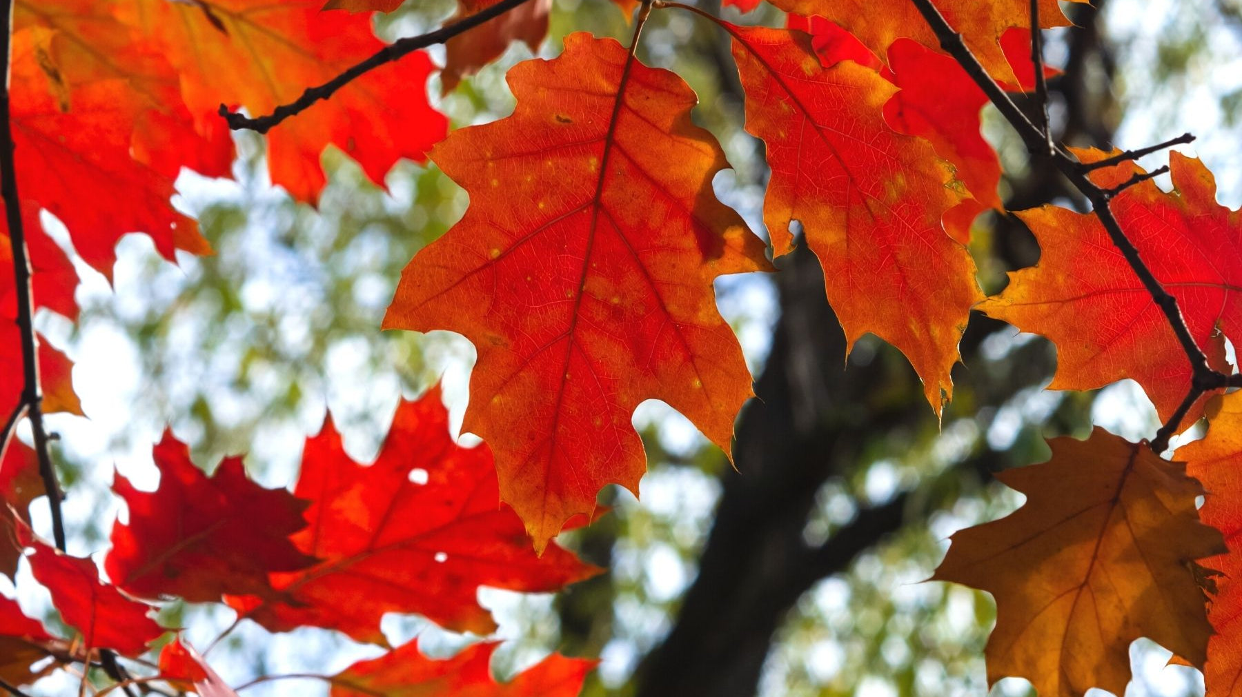 White Oak vs. Red Oak Trees: What Are the Differences?