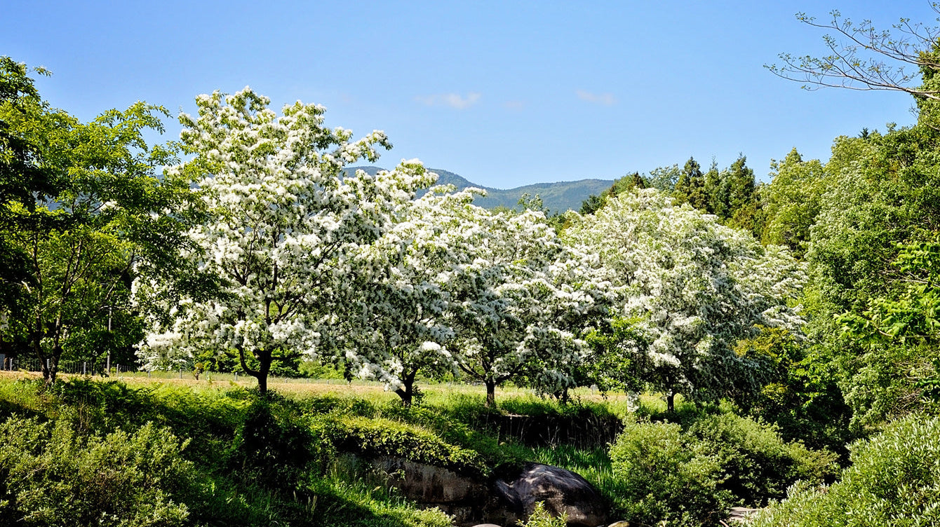 Chinese Fringe Tree: A Stunning Ornamental for Every Landscape