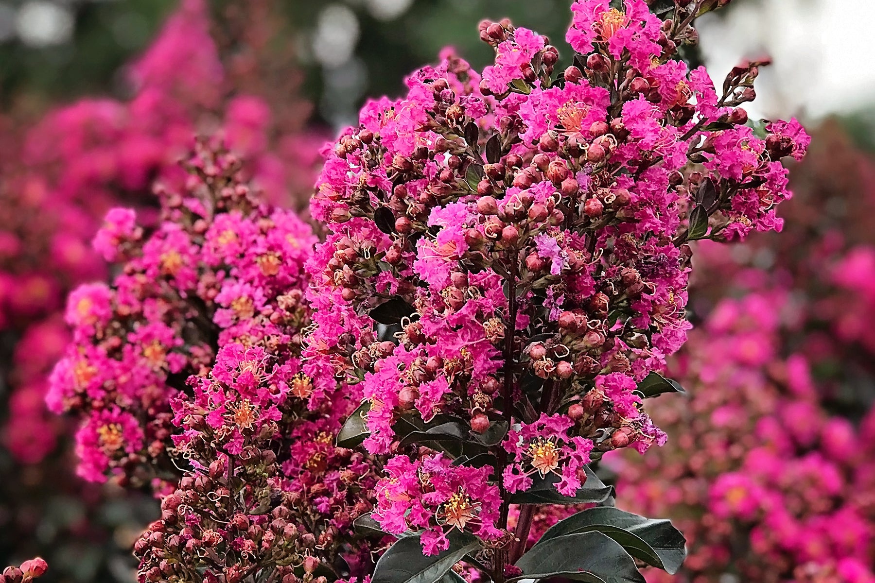 Choosing the Right Crape Myrtle for You