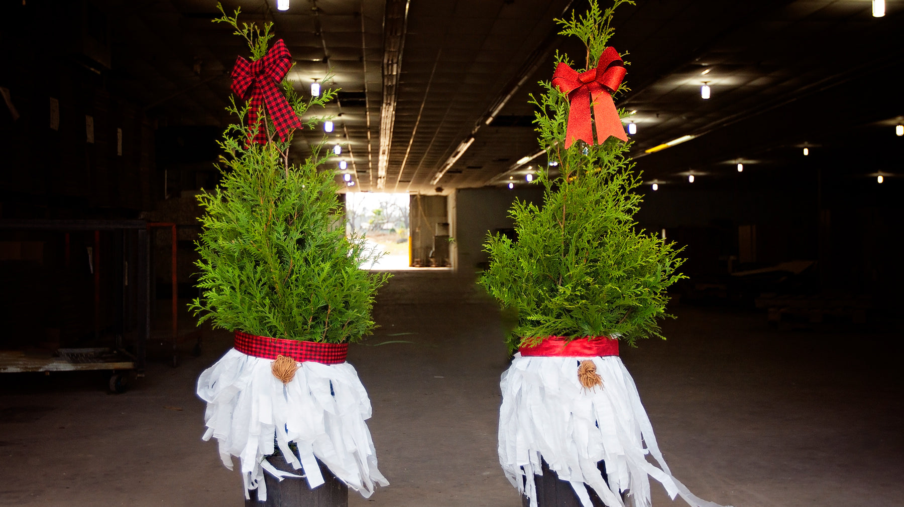 How to Make Tree Gnomes from Thuja Green Giants