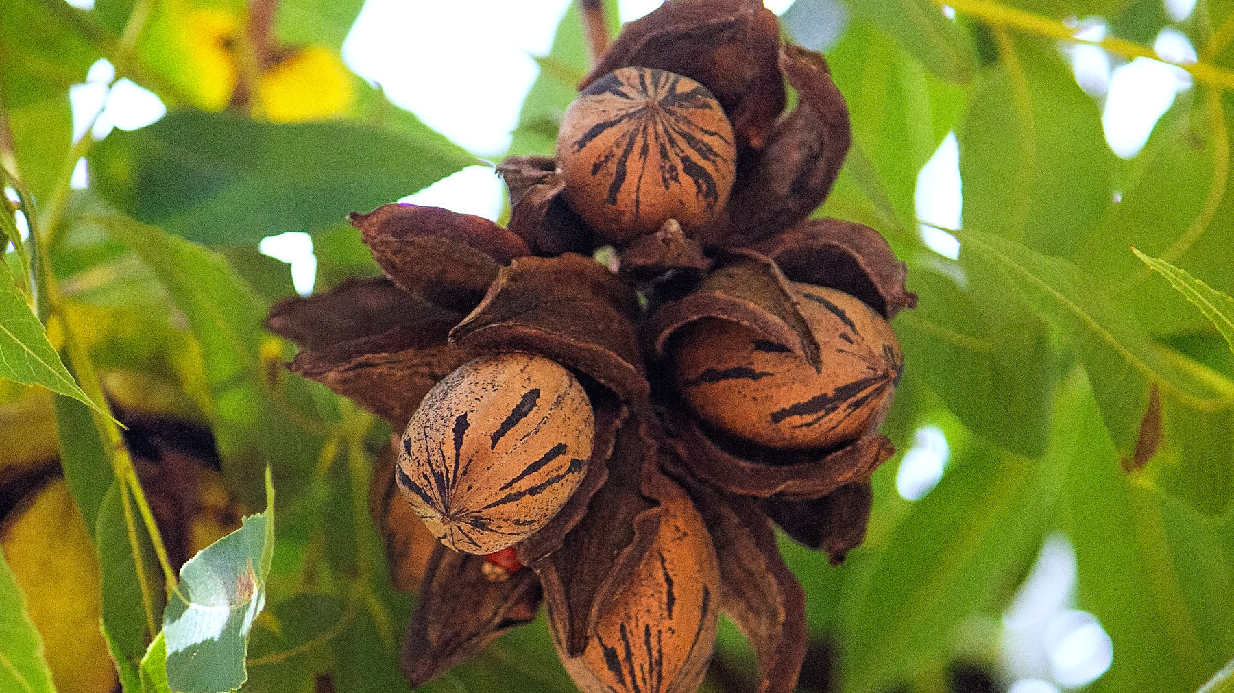 The Complete Guide on How To Plant & Care for Pecan Trees
