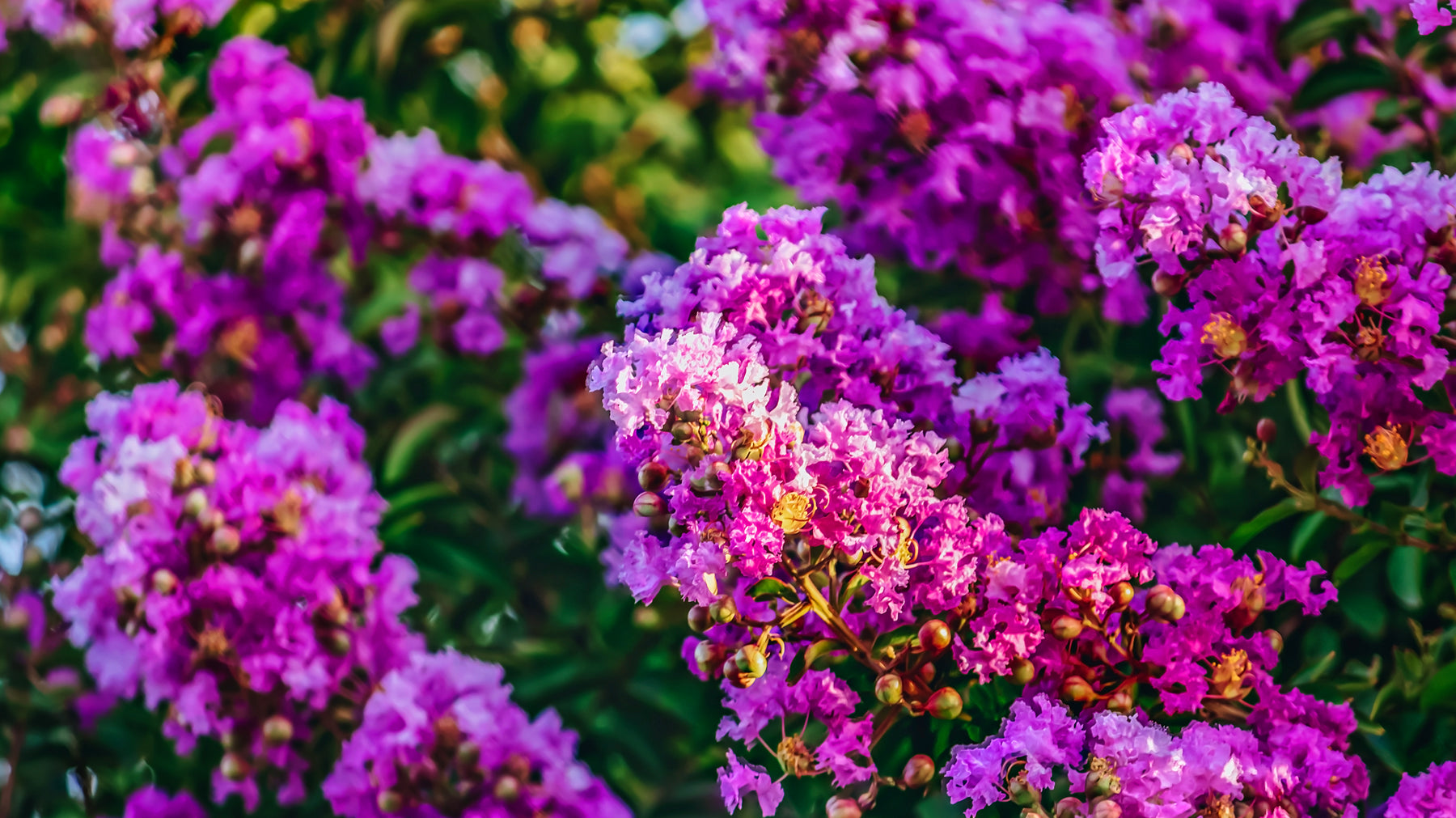 3 Tips To Grow the Perfect Crape Myrtle Tree in Your Yard