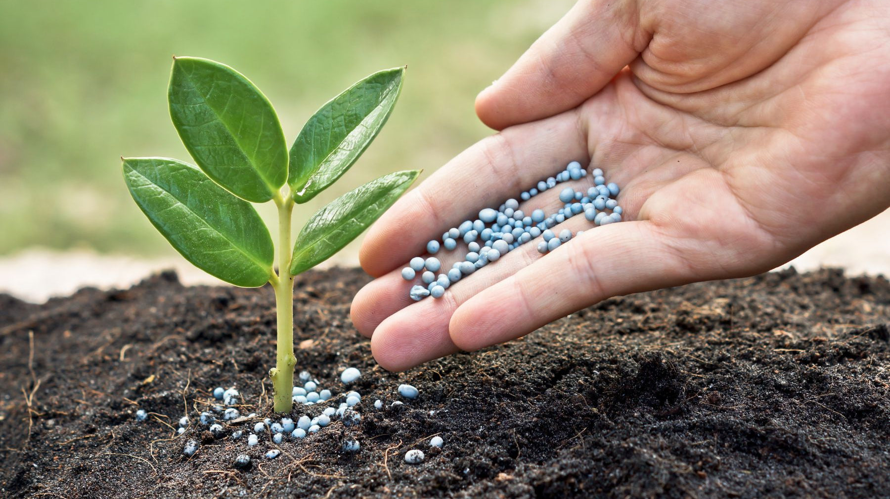 3 Nutrients You Absolutely Need for Your Newly Planted Tree