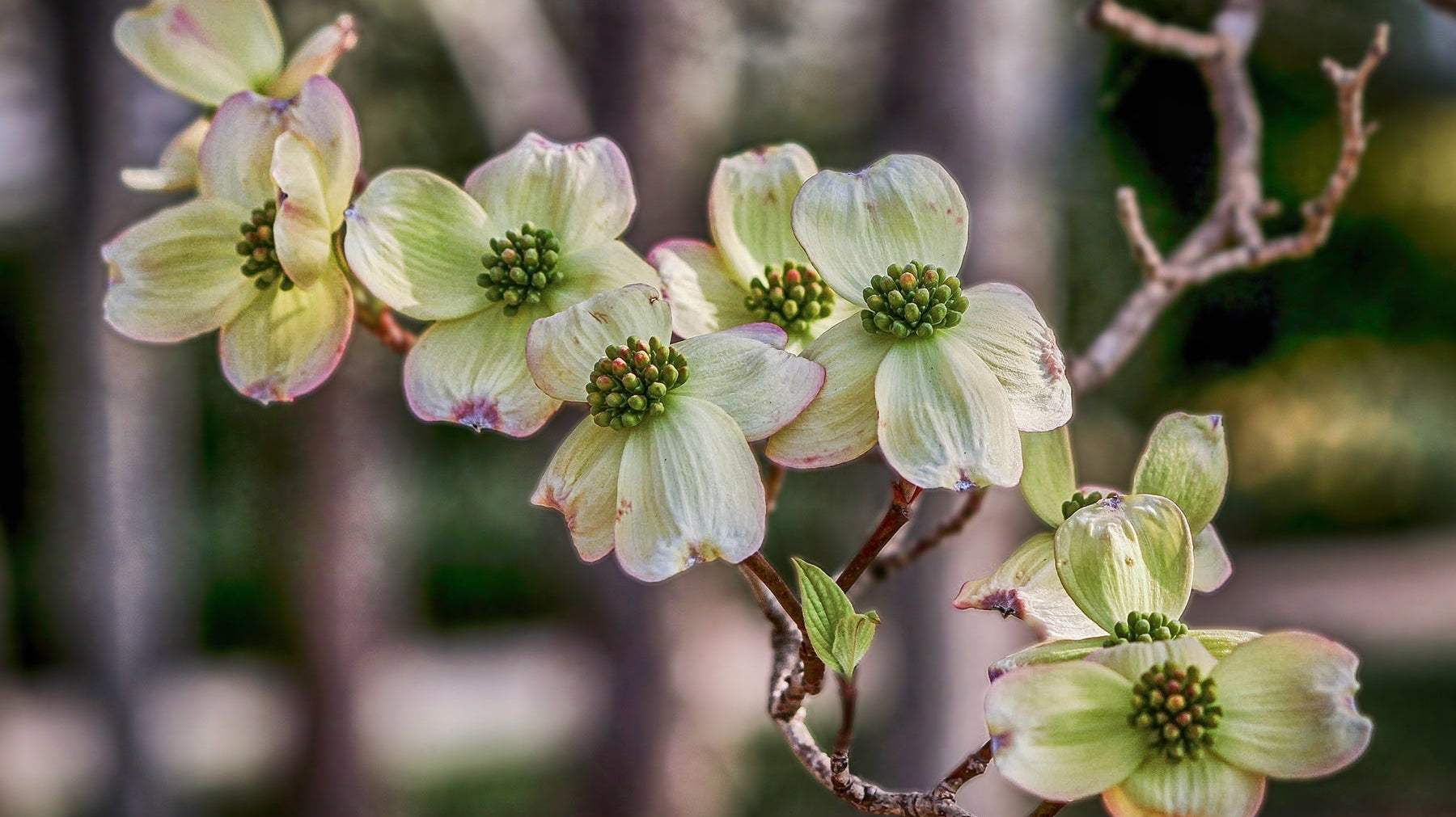 Easter and the Legend of the Dogwood Tree