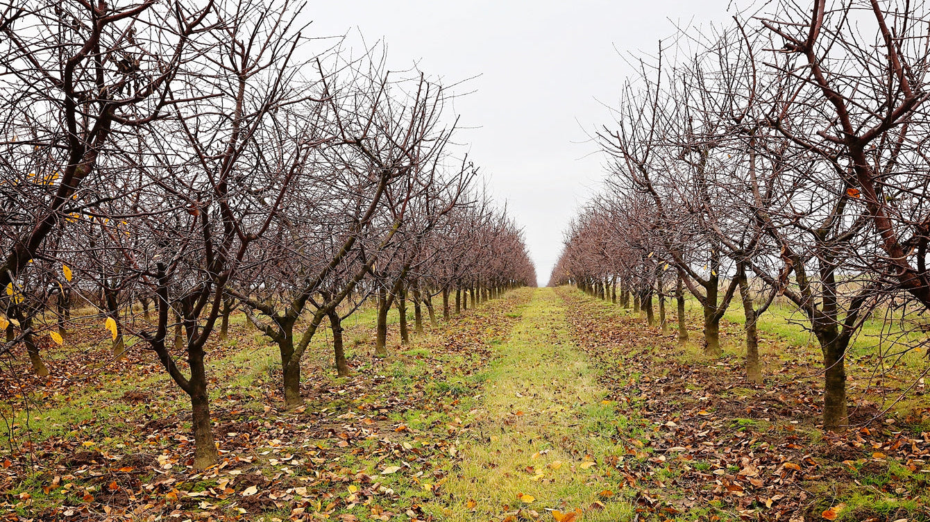 Understanding Plant Dormancy: Why Your Trees Look Dead (But Aren’t)