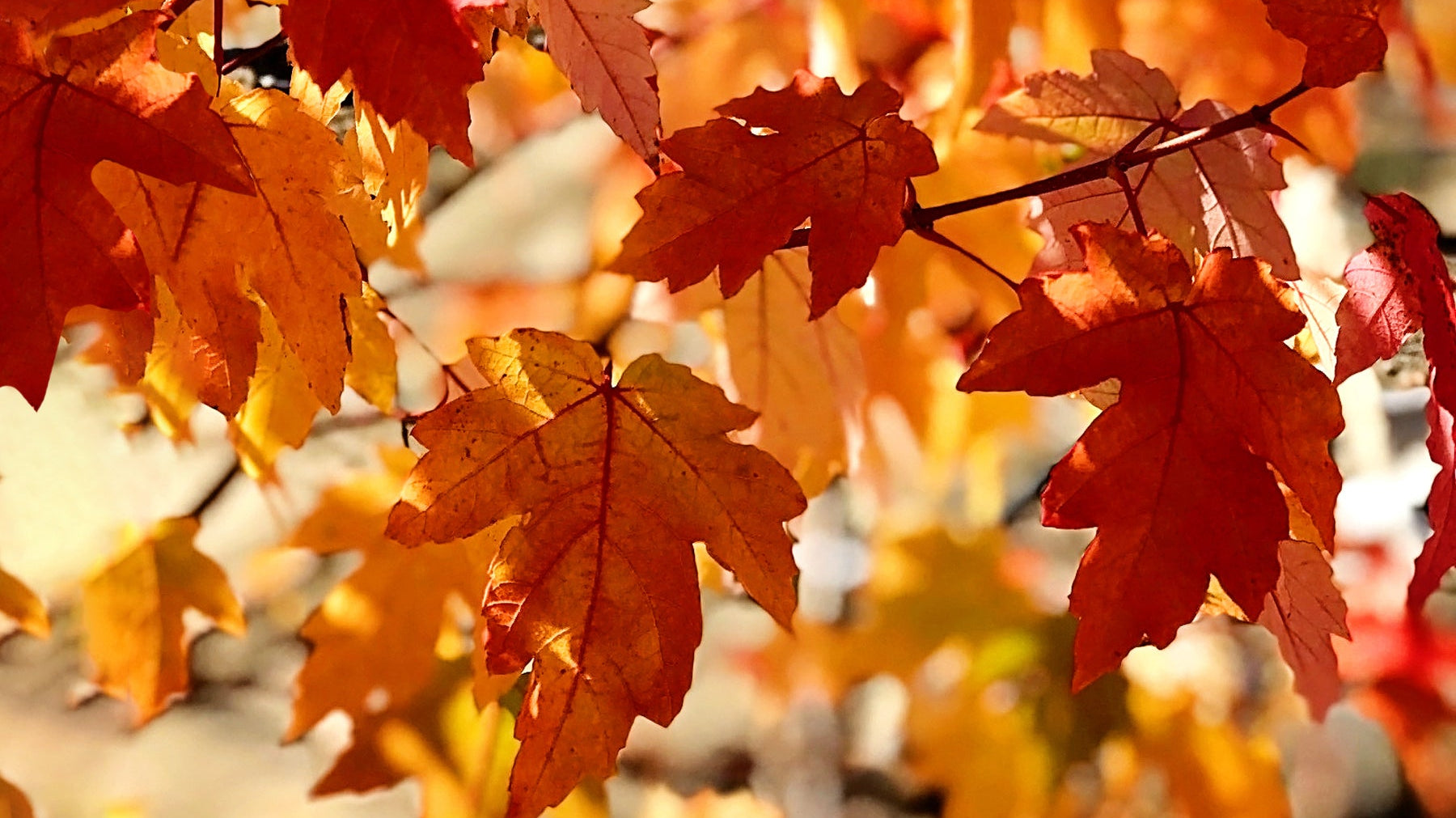 What to Expect from Our Trees: Autumn Edition