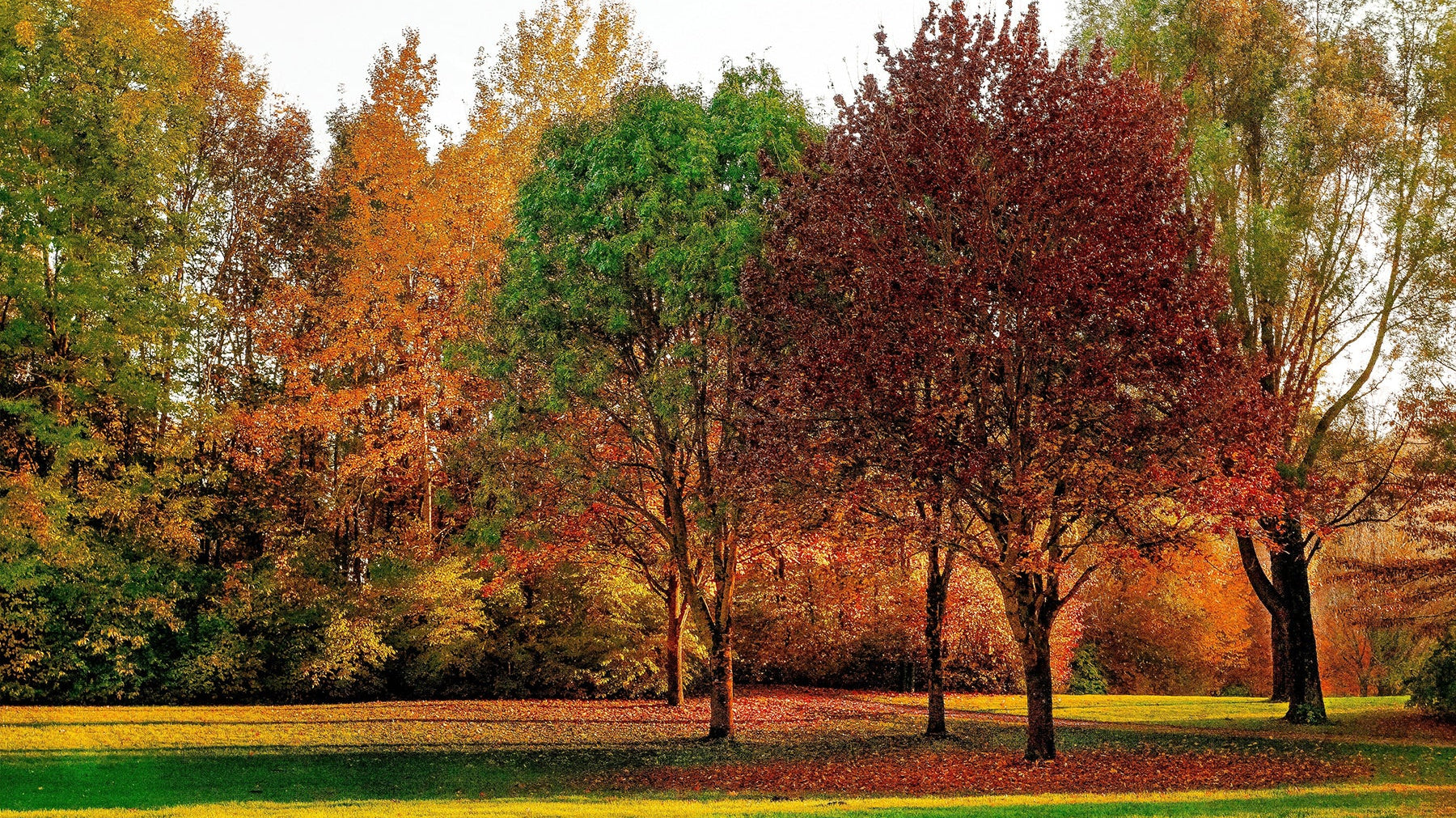 How Late Can I Plant Trees in the Fall?