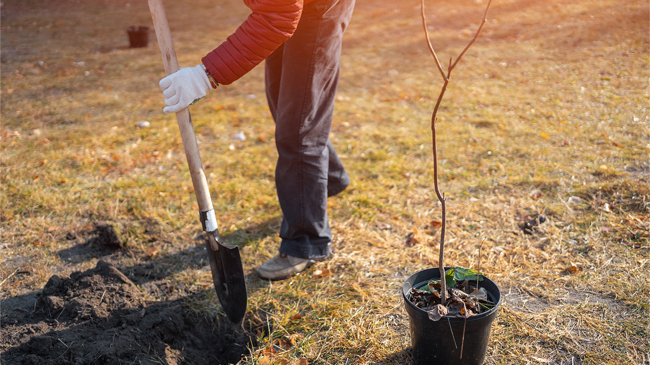 Fall Prep for Spring Blooms