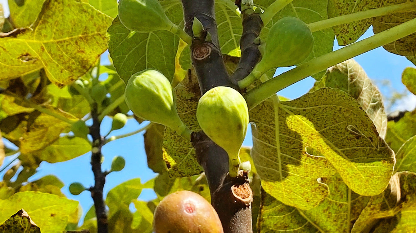 Fig Rust and Leaf Drop: What Southern Gardeners Should Know