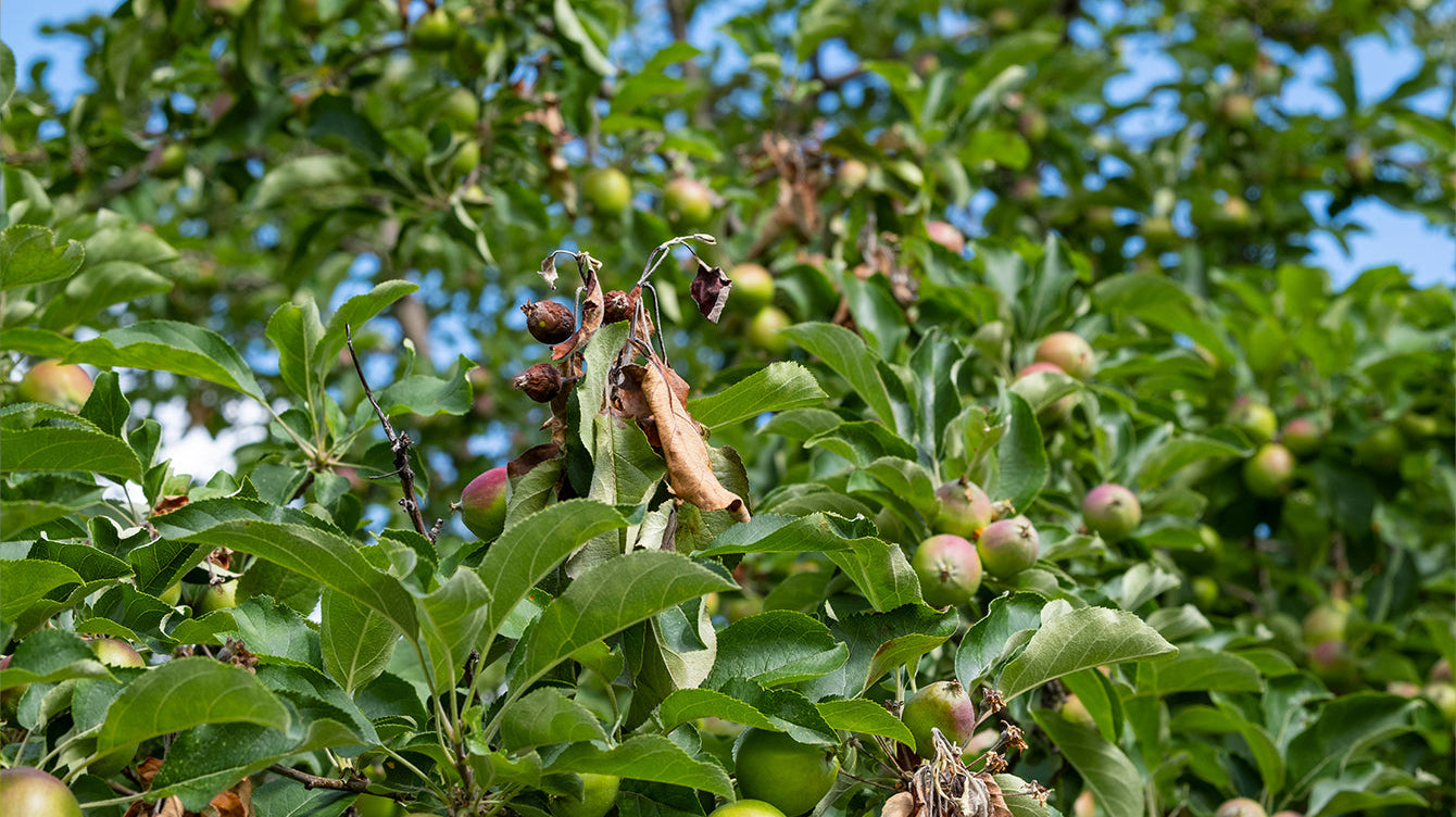 Fire Blight: The Devastating Disease That Affects More Than Just Apples and Pears