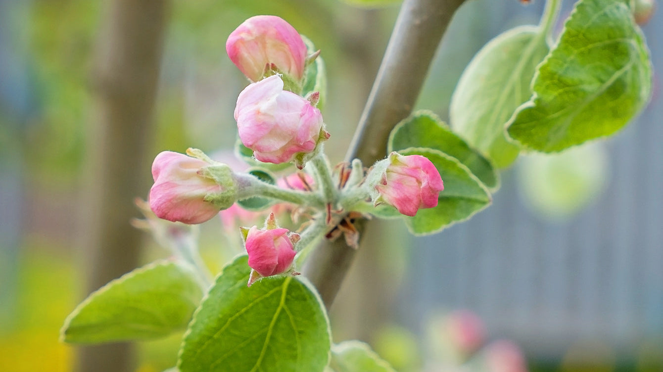 To Pinch or Not to Pinch: That is the Question for Fruit Blooms