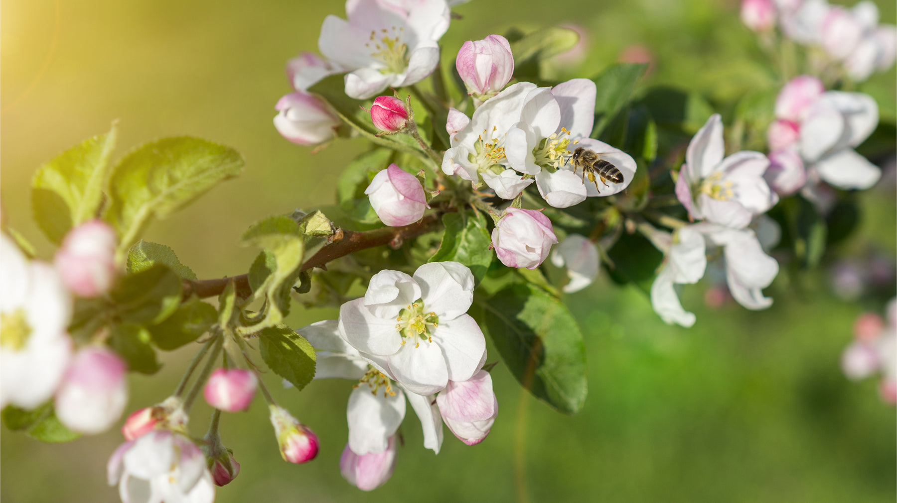 What To Know About Fruits Trees & Pollination