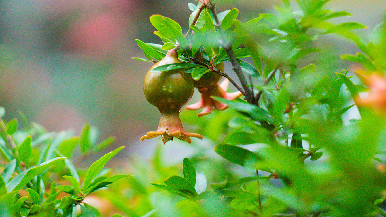 Understanding Fruit Set: How Windy and Rainy Springs Affect Your Harvest