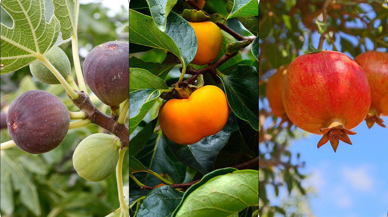 Skip the Fertilizer on These Fruit Trees