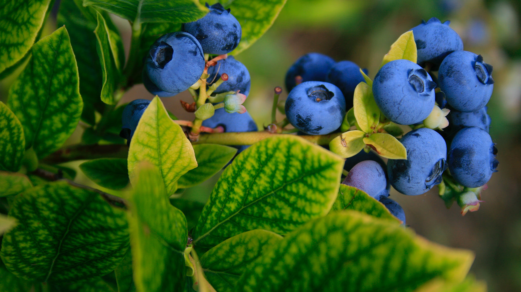 Growing Superfoods: The Blueberry