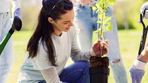 How to plant in summer months