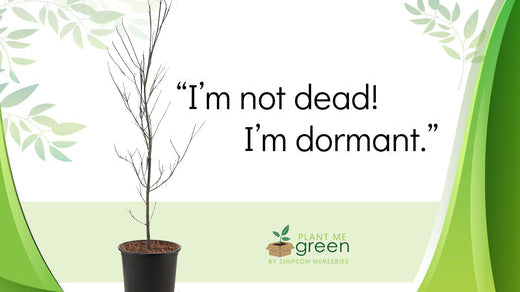 What to Expect from Our Trees: Winter Edition