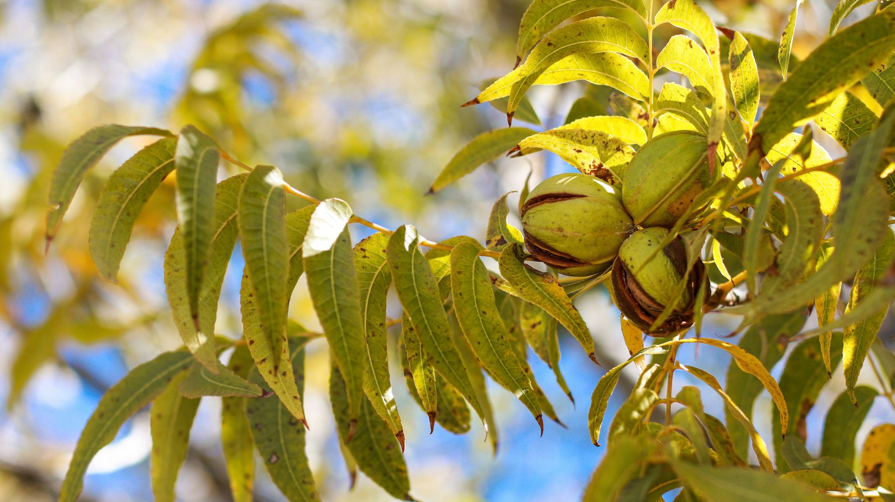 What Those Brown Spots on Your Pecan Tree Leaves Mean
