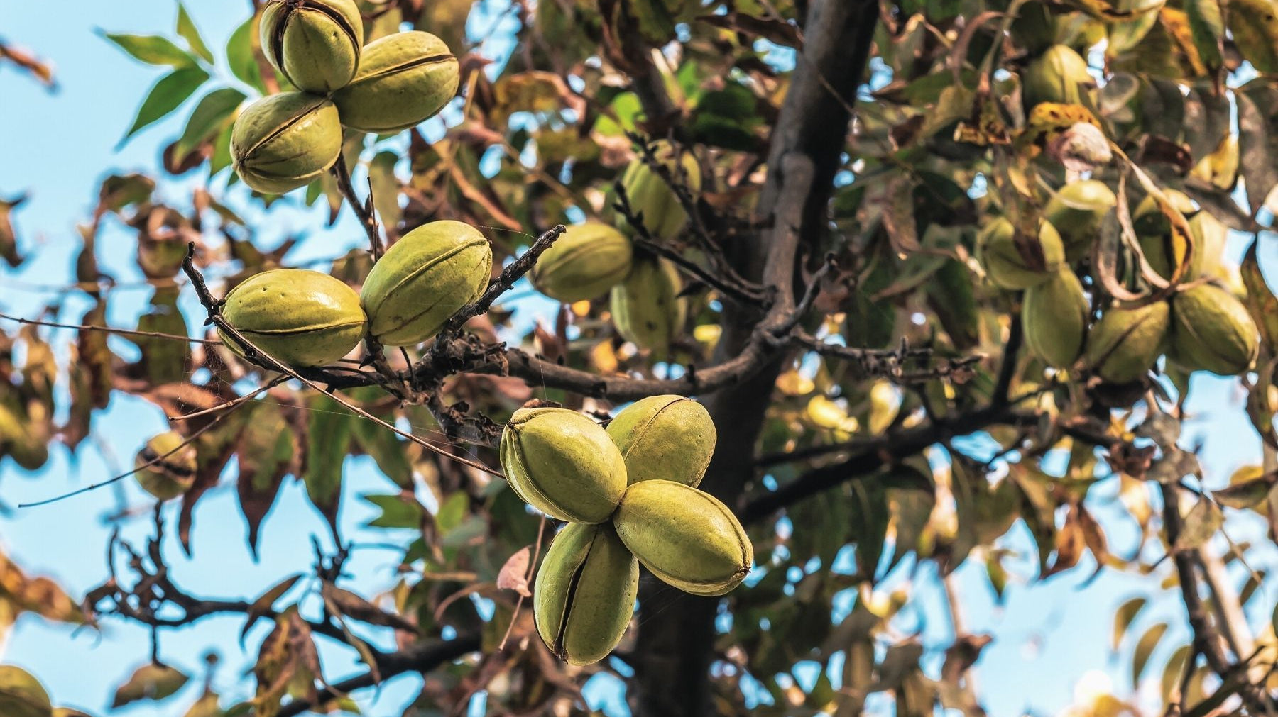 What Are Those Bumps on Your Pecan Tree Leaves?