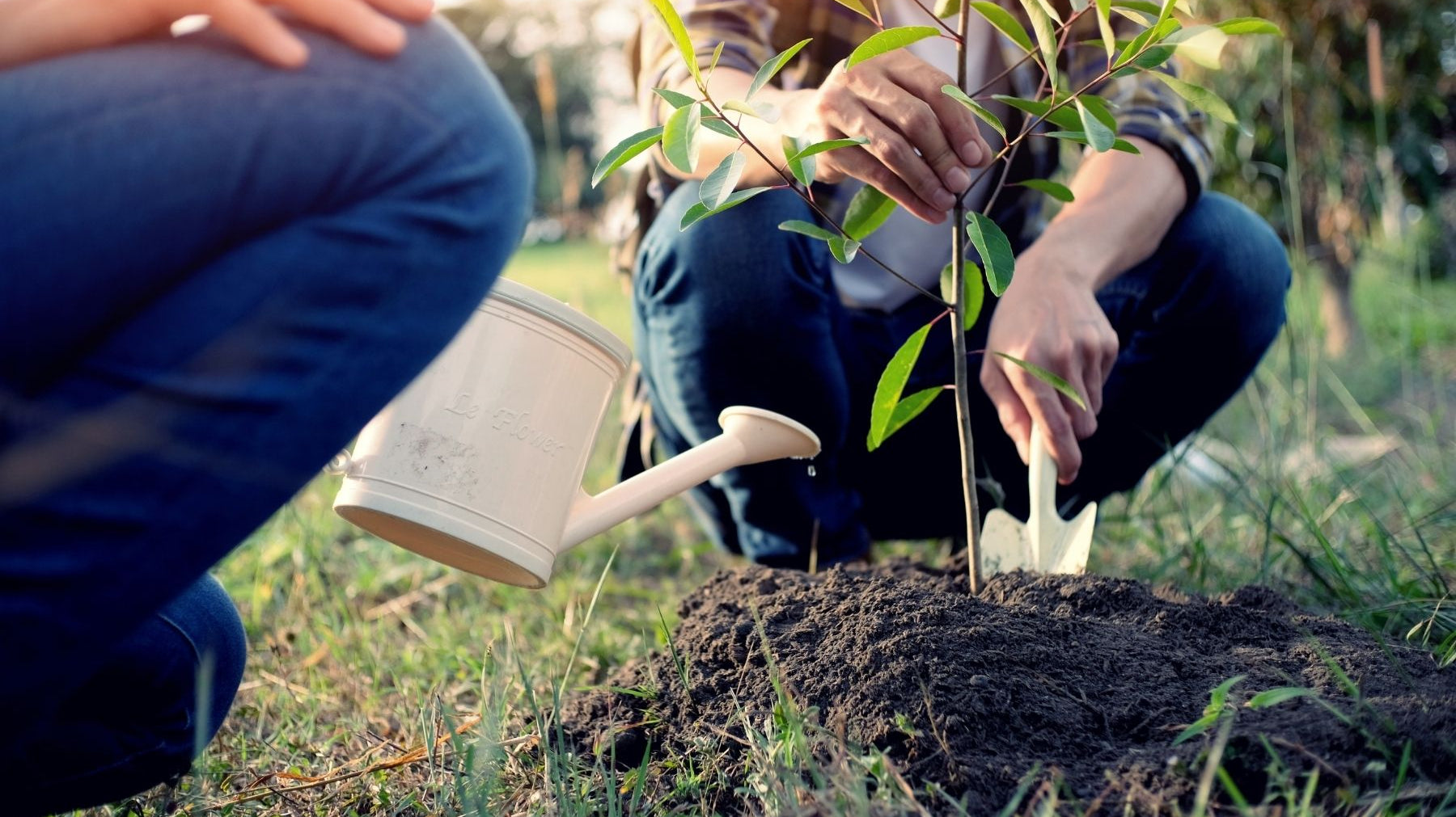 How Much Water Should You Give Your Fruit Trees?
