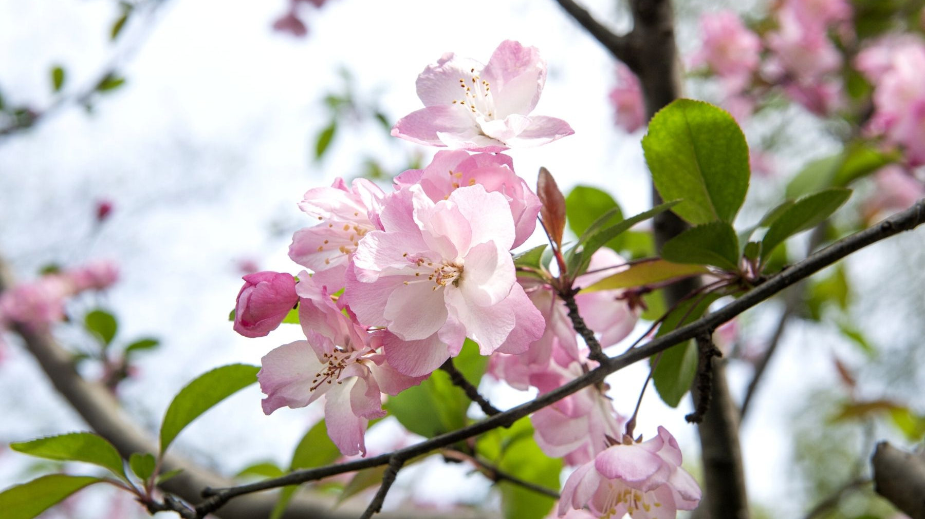 Tips for Choosing the Right Flowering Crabapple Tree