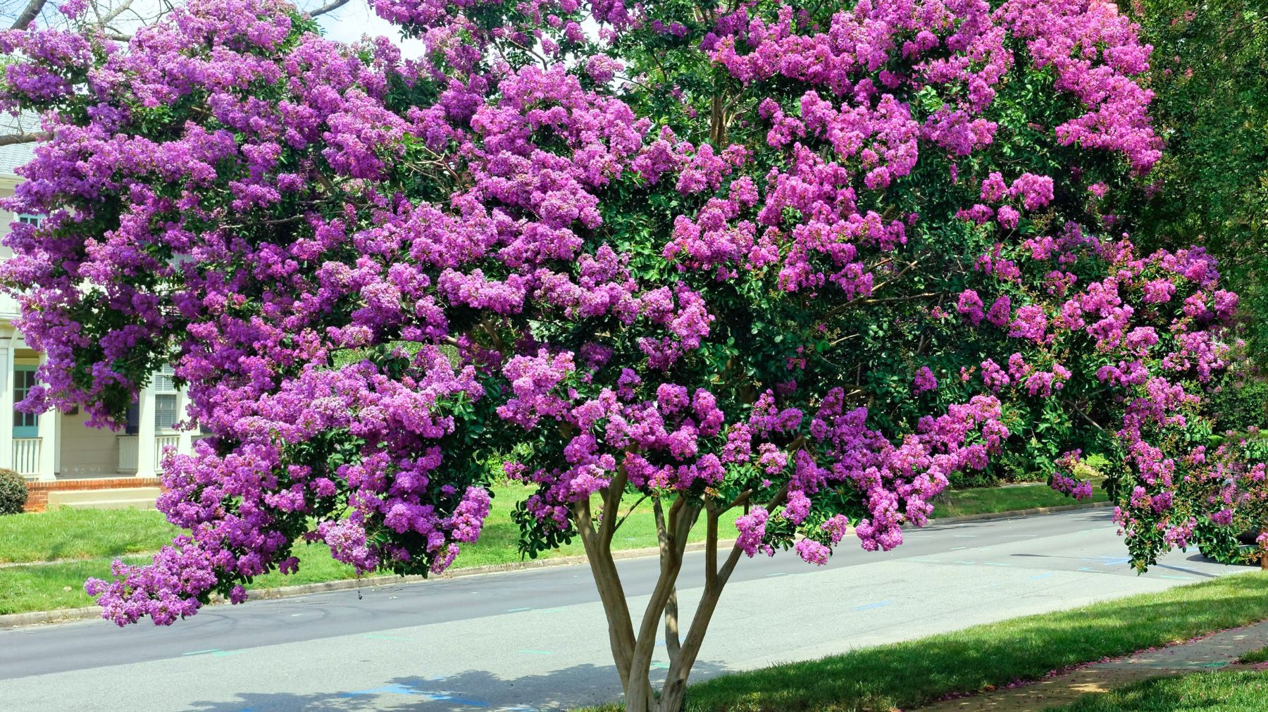 5 Tips To Help You Care for Crape Myrtle Trees