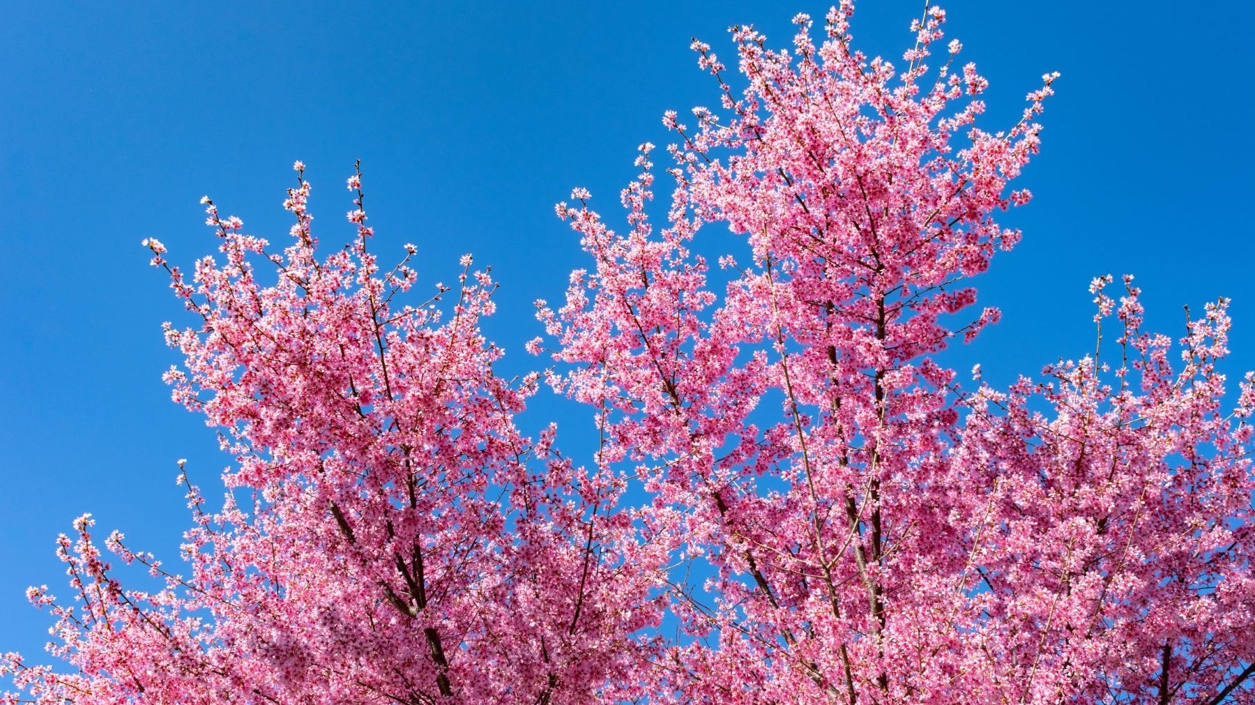 5 Reasons Why Your Crabapple Tree Isn’t Flowering