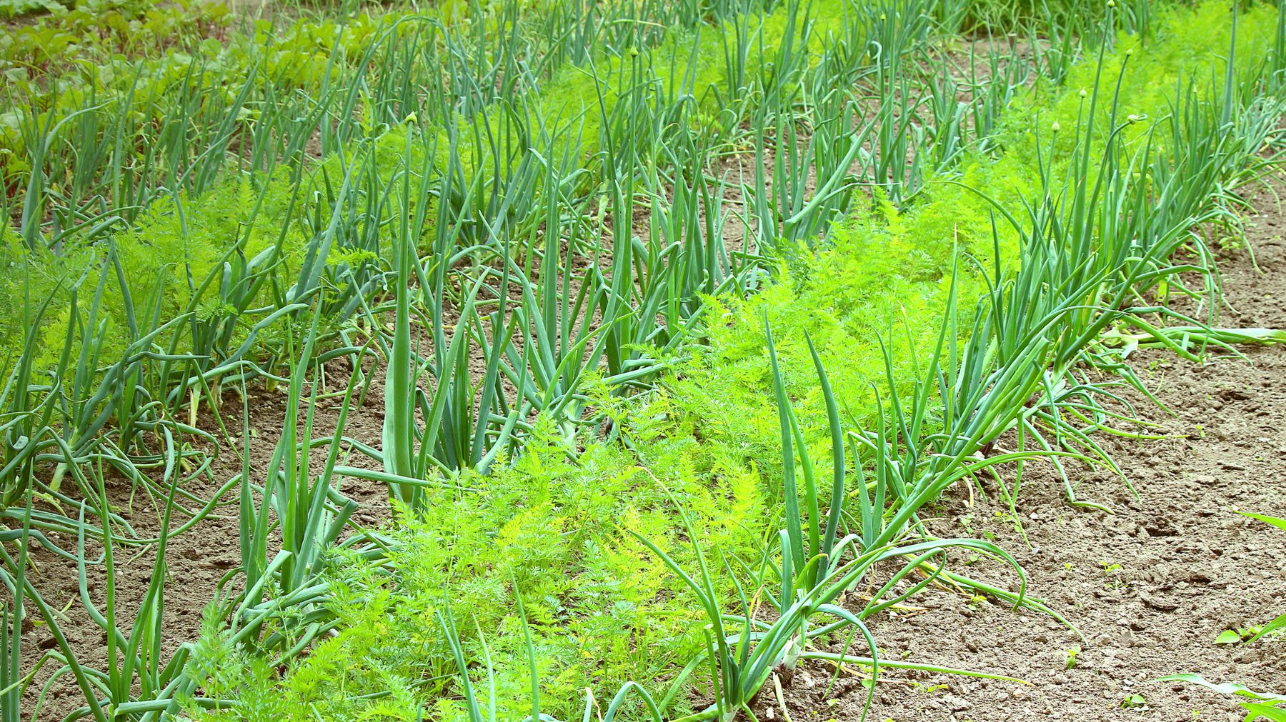 Companion Planting Guide for Trees: What To Know