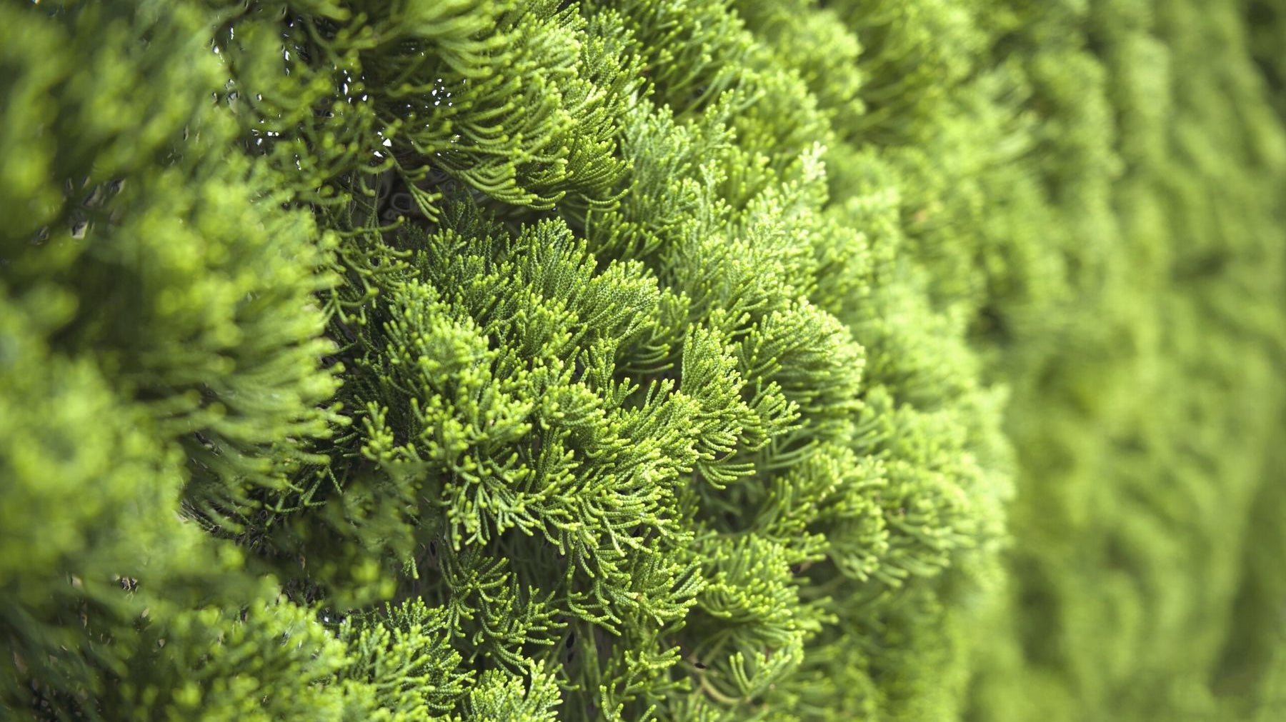 How Border Trees Reduce Noise Pollution