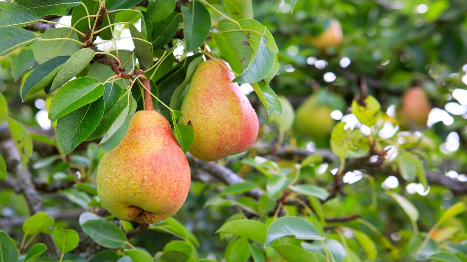 Which Type of Pear Is the Easiest To Grow in Colder Climates?