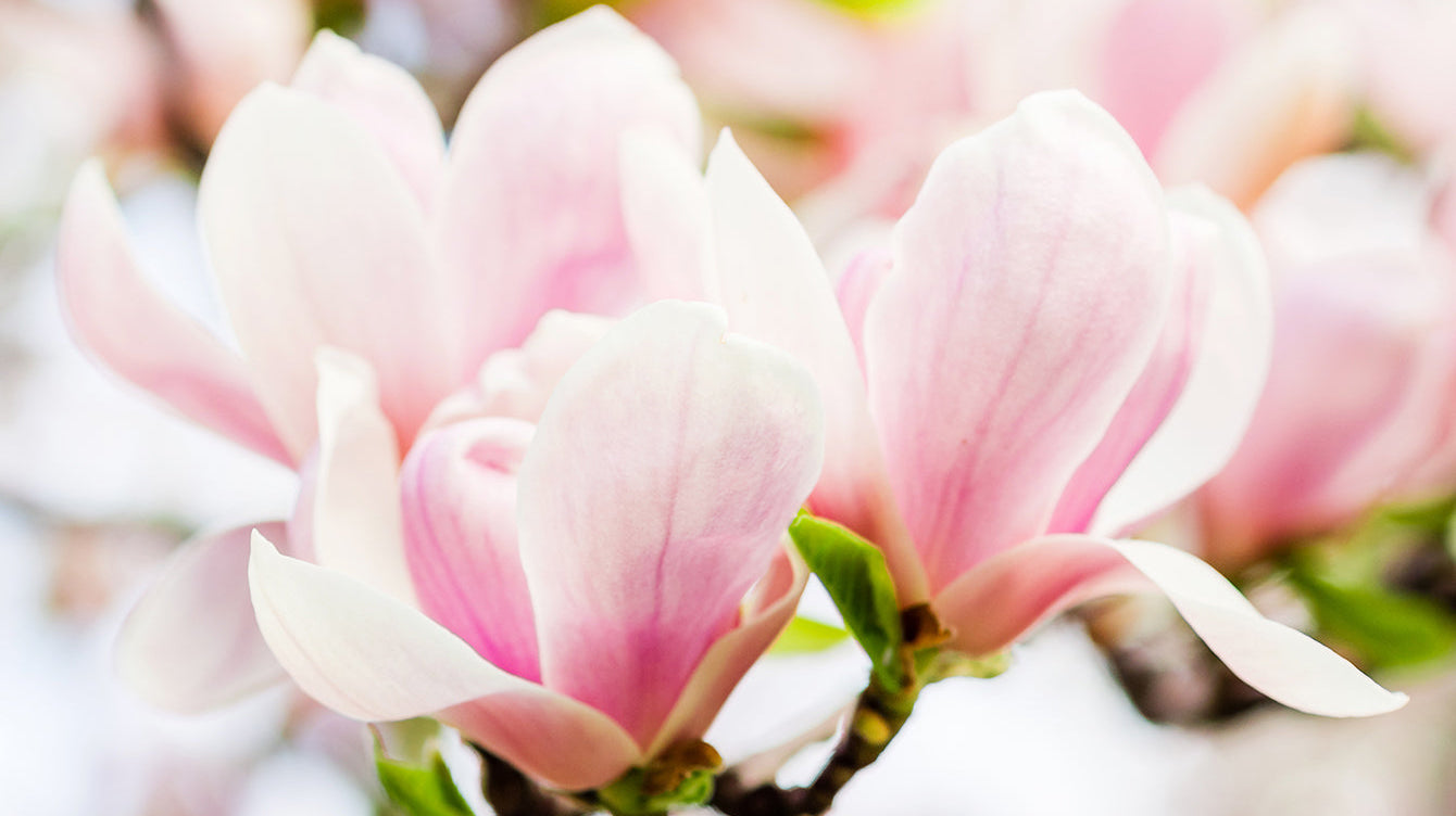 Why Japanese Magnolias Are the First Signs of Spring