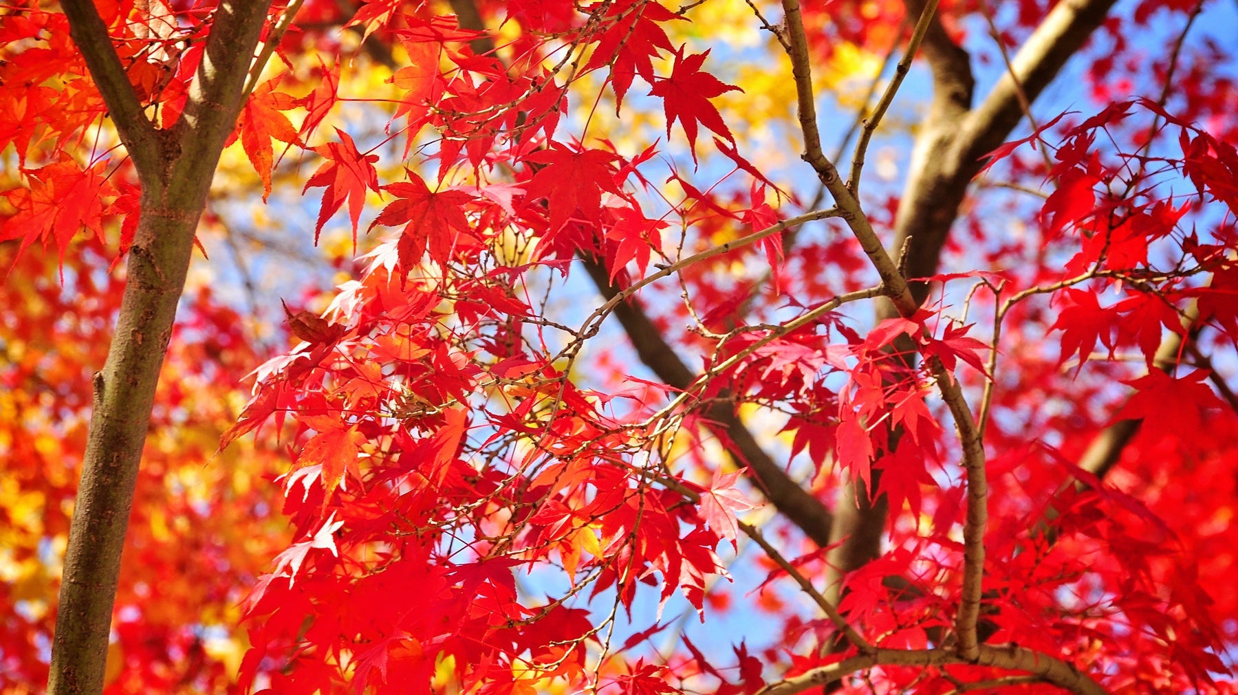 Bringing Autumn Colored Plants to Your Back Yard